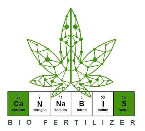 cannabis